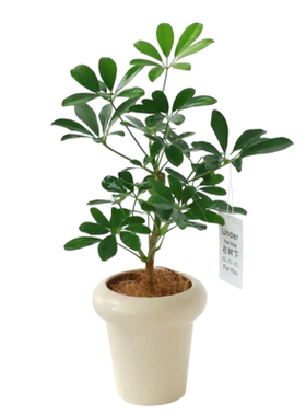 鸭脚木绿植盆栽室内客厅办公好养