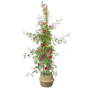 黄木香花苗爬藤植物多季红白木香树苗大苗庭院耐寒蔷薇花盆栽开花