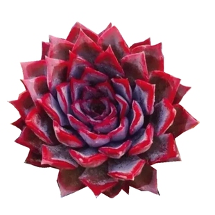 暗冰 开学礼物 好养好看大颗多肉植物 室内书房办公室耐干旱好度