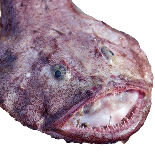 安康鱼5斤新鲜深海大嘴鱼蛤蟆鱼鱼肝鱼肚无刺鱼海鲜水产