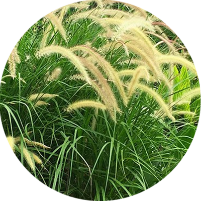 狼尾草种子紫穗籽公园阳台