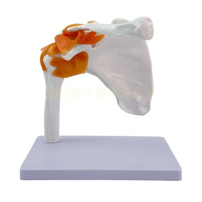 黄和自然大肩关节人体模型教学