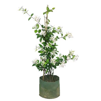 爬藤植物垂丝络石藤四季开花