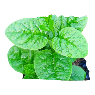 大叶木耳菜种籽盆栽阳台蔬菜种孑青菜苗秧苗大全菜籽种植四季种植