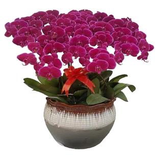 蝴蝶兰花苗带花剑带花苞盆栽兰花大苗客厅室内植物花卉四季好养活