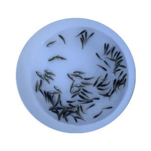 优质加州鲈鱼苗美洲大口鲈鱼苗鱼苗活体淡水养殖凶猛鱼路亚鱼钓鱼