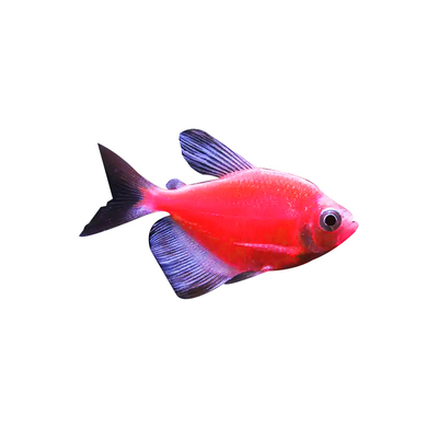 糖果天使鱼小型群游淡水家庭养殖