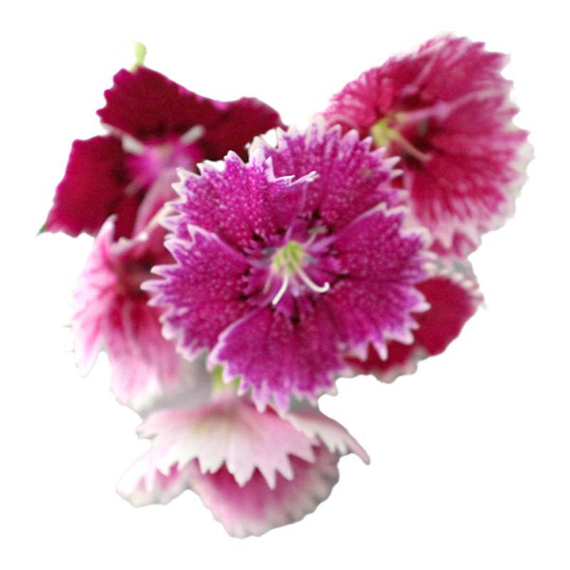 石竹花30朵 新鲜花朵 餐厅西餐冷盘创意摆盘花草 西点蛋糕装饰花