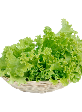 新鲜罗莎绿生菜沙拉火锅烤肉配菜