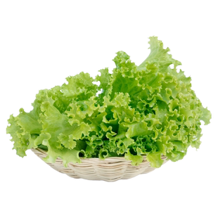 新鲜罗莎绿生菜1-5斤 绿叶花叶生菜烤肉生吃凉拌沙拉蔬菜轻食配菜