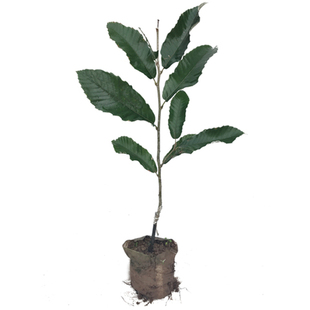 正宗嫁接板栗树苗大红袍板栗锥栗苗特大栗子树苗南北方种植带泥发