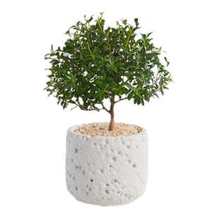 小叶赤楠盆栽办公室内好养花卉绿植净化空气四季常青植物盆景摆件