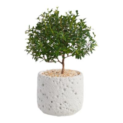 小叶赤楠盆栽办公室内好养花卉绿植净化空气四季常青植物盆景摆件