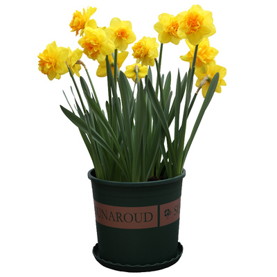 【优惠特价】进口洋水仙包开对版