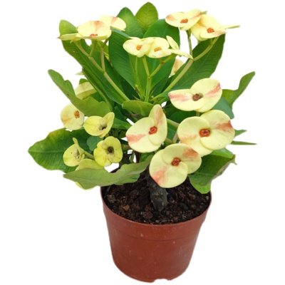 新奇稀有品种虎刺梅铁海棠楼顶