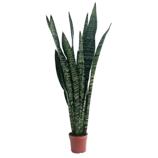 银脉虎皮兰盆栽大绿植青皮高叶室内净化空气植物无金边虎尾兰花卉