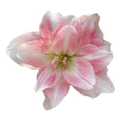 种花王大爷 澳洲朱顶红蜂鸟多年生球根花卉花园阳台盆栽