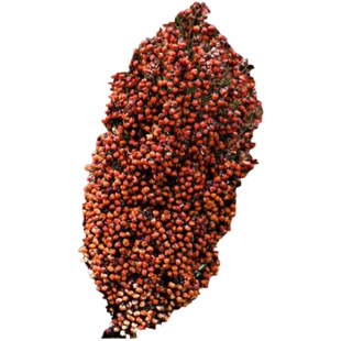 京都铁杆高粱种子酒糯高粱红高粱种子早熟东北酿酒高粱籽抗病抗倒