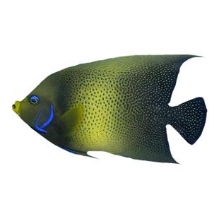 蓝圈蓝纹皇后金毛巾蓝面北斗六间仙白尾蓝环大型神仙海水观赏鱼