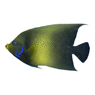 蓝圈蓝纹北斗皇后毛巾神仙海水鱼