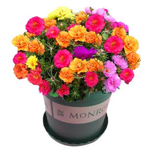 太阳花种子重瓣大花种籽四季开花格桑花向日葵花籽百日草庭院种植