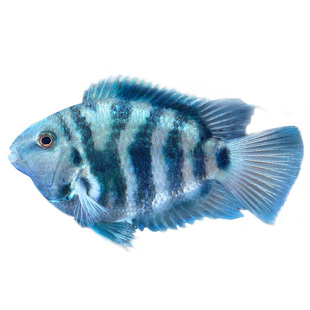 迷你鹦鹉鱼种鱼一对活体鱼淡水热带观赏鱼好养中大型鱼繁殖小鱼苗