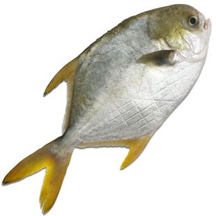 3斤装新鲜金鲳鱼平鱼海鱼鲜鱼水产黄腊鲳鳊鱼无冰衣刺少顺丰包邮