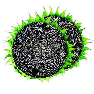 食用向日葵种子巨型高产瓜子种榨油观赏四季播种易活油葵花籽种孑