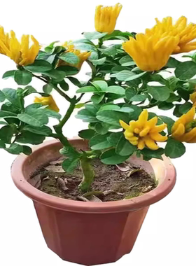 佛手苗金佛手树苗带花果四季阳台室内盆栽庭院种植佛手柑当年结果