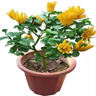 佛手苗金佛手树苗带花果四季阳台室内盆栽庭院种植佛手柑当年结果
