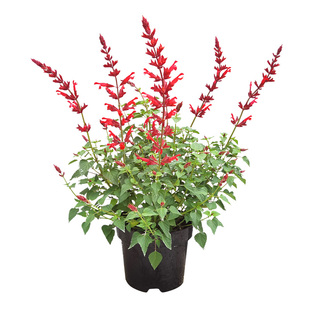 金叶子超级长穗愿望一串红鼠尾草多年生四季花园庭院盆栽花卉植物