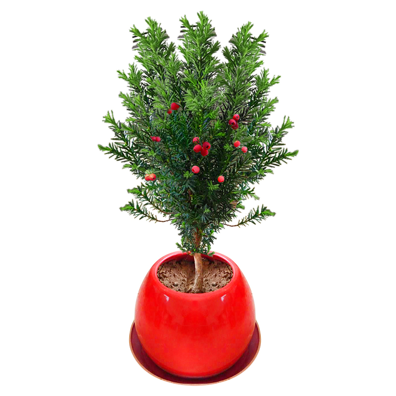 紅豆杉樹苗曼地亞小型盆栽正宗盆景苗植物室內(nèi)綠植吸甲醛結(jié)果地栽