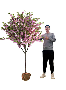 海棠花树苗庭院阳台四季耐寒