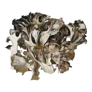 庆元灰树花新货舞菇干货灰树菇农家栗蘑菌菇菊花菌舞茸茶250g包邮