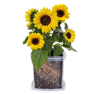 向日葵种孑儿童种植小盆栽发芽快