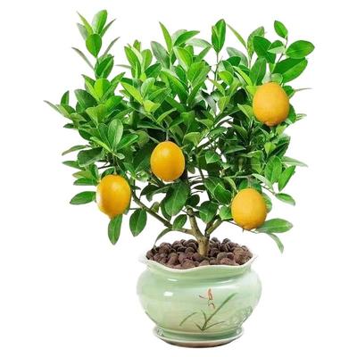 正宗台湾香水柠檬树苗盆栽