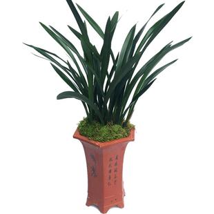 刘阁兰花苗 墨兰报岁兰草 企黑现带花出售好养居家绿植过年开花