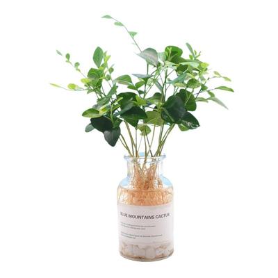 水养植物办公室清新空气基地直销