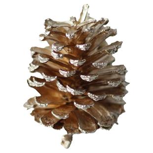 天然大松果美国湿地松 zakka天然松塔干果乡村家饰圣诞用品超大号