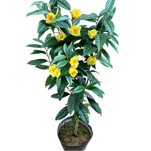 防城金花茶树苗金茶花四季盆栽花卉凹脉黄樽带花苞名贵好养山茶花