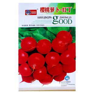 红丁樱桃萝卜种子迷你小萝卜种籽四季播早熟阳台盆栽大田蔬菜种孑
