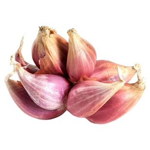 葱头香葱头种小葱四季小香葱头新鲜蔬菜四川火葱头种葱本地红葱头