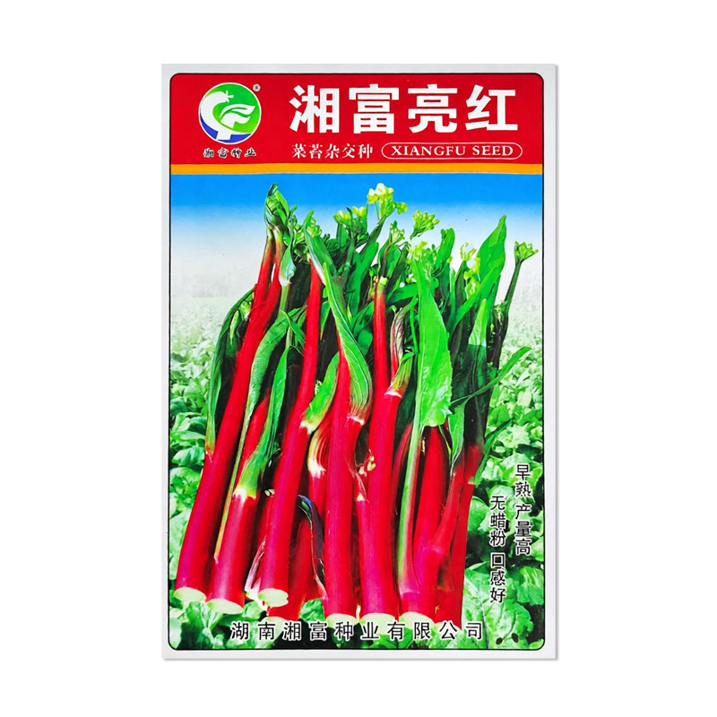 湘富亮红杂交红菜苔种子