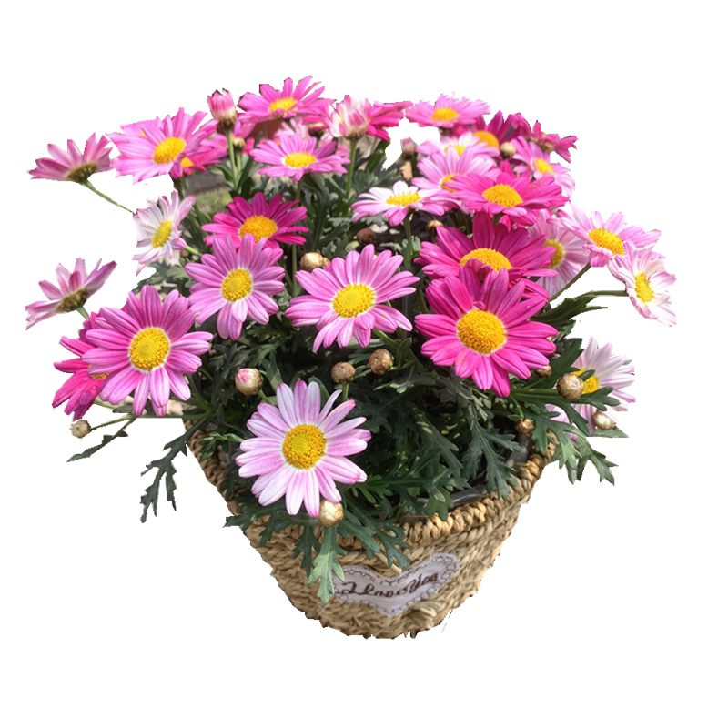 玛格丽特花苗阳台雏菊花期长