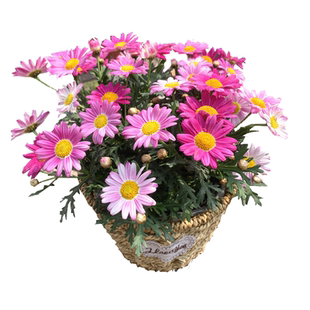 玛格丽特花苗盆栽阳台庭院花卉多年生植物雏菊盆栽带花发货包邮