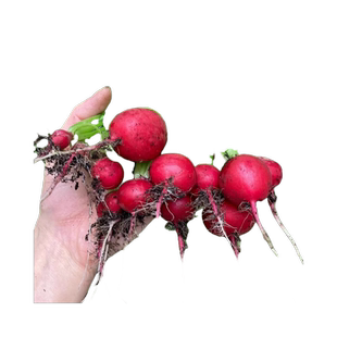 萝卜种籽大全水果凤梨四季白青萝卜种孑农家蔬菜种子冰淇淋胡萝卜