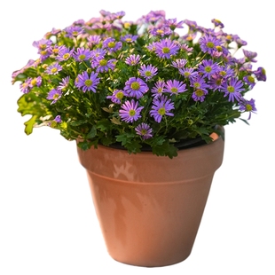 海蒂的花园旗舰店姬小菊花卉盆栽苗阳台庭院鲜花植物盆栽易活好养