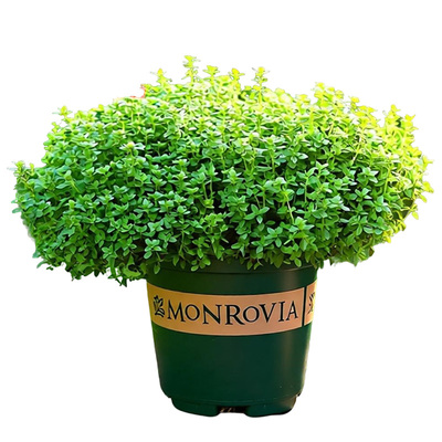 百里香迷迭香盆栽可食用型煎牛排