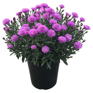 荷兰菊翠菊姬小菊大小苗盆栽紫苑妮可小卡罗伊娃矮生重瓣耐热耐寒