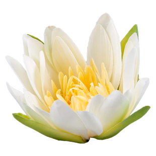 晶华造花仿真浮水睡莲荷叶摆件水池鱼塘鱼缸舞台装饰供佛景观道具